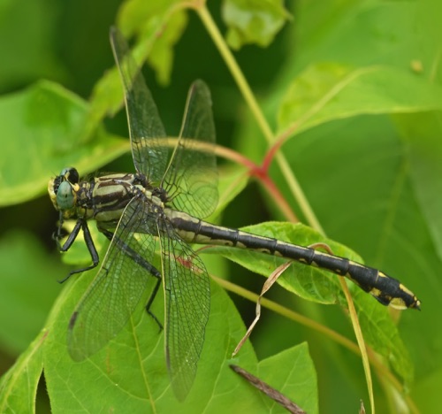 Female
10 June 2012, TN